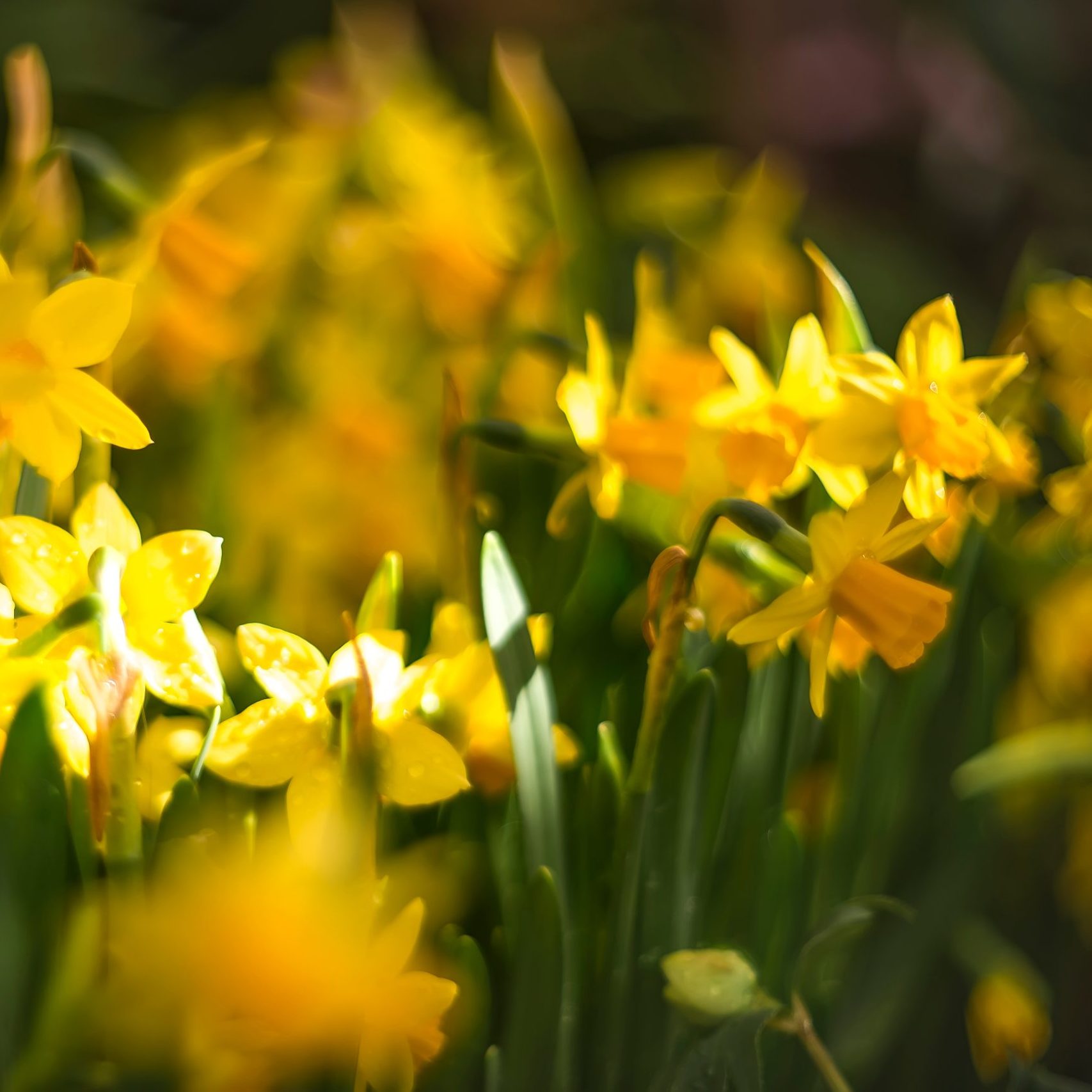 a-glade-of-flowering-yellow-narcissos-spring-back-2024-09-22-23-47-50-utc